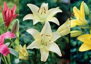 Lilium LA hybrids the best of all worlds